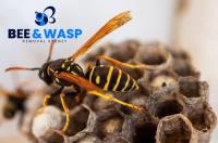 Wasp Removal Bondi Beach image 6